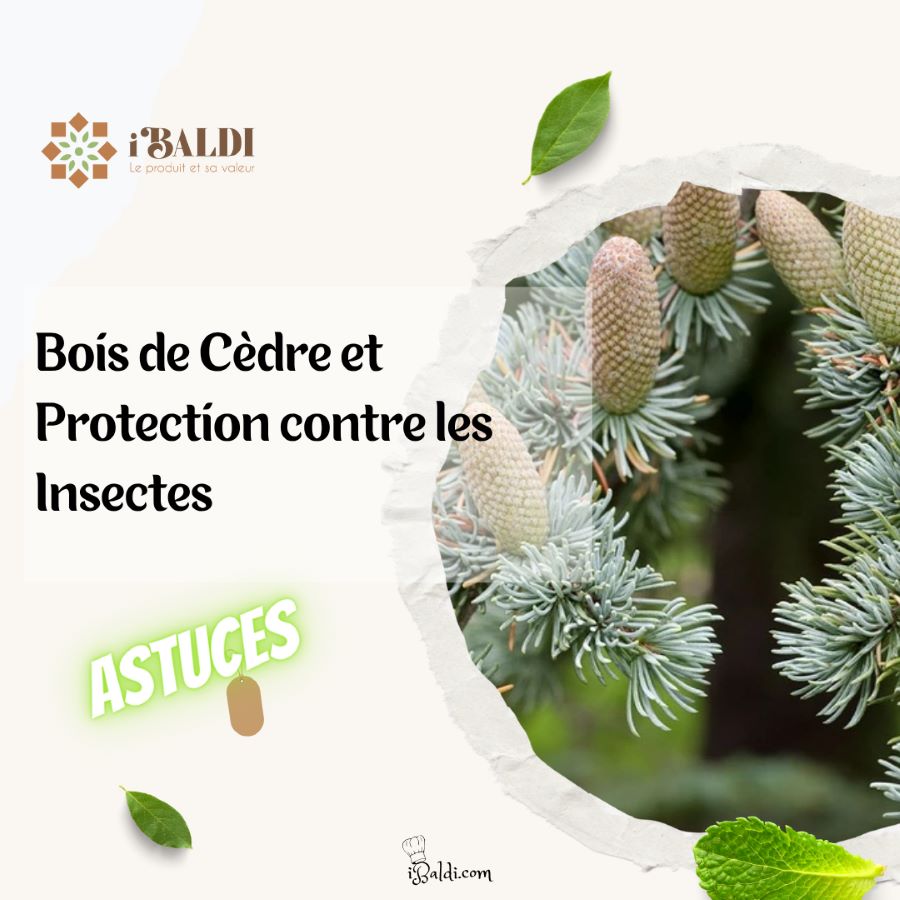 Bois de Cèdre et Protection contre les Insectes