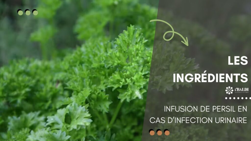 Infusion de persil en cas d’infection urinaire : ce qu’elle peut réellement apporter