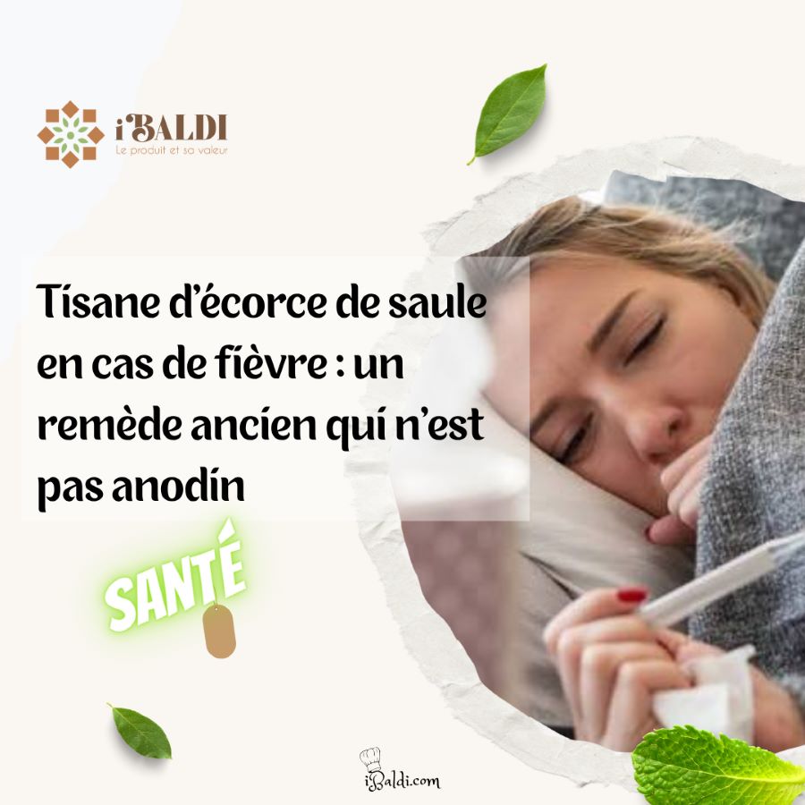 Tisane d’écorce de saule en cas de fièvre : un remède ancien qui n’est pas anodin